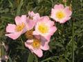 Rosa canina L.